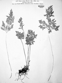 Cryptogramma crispa image